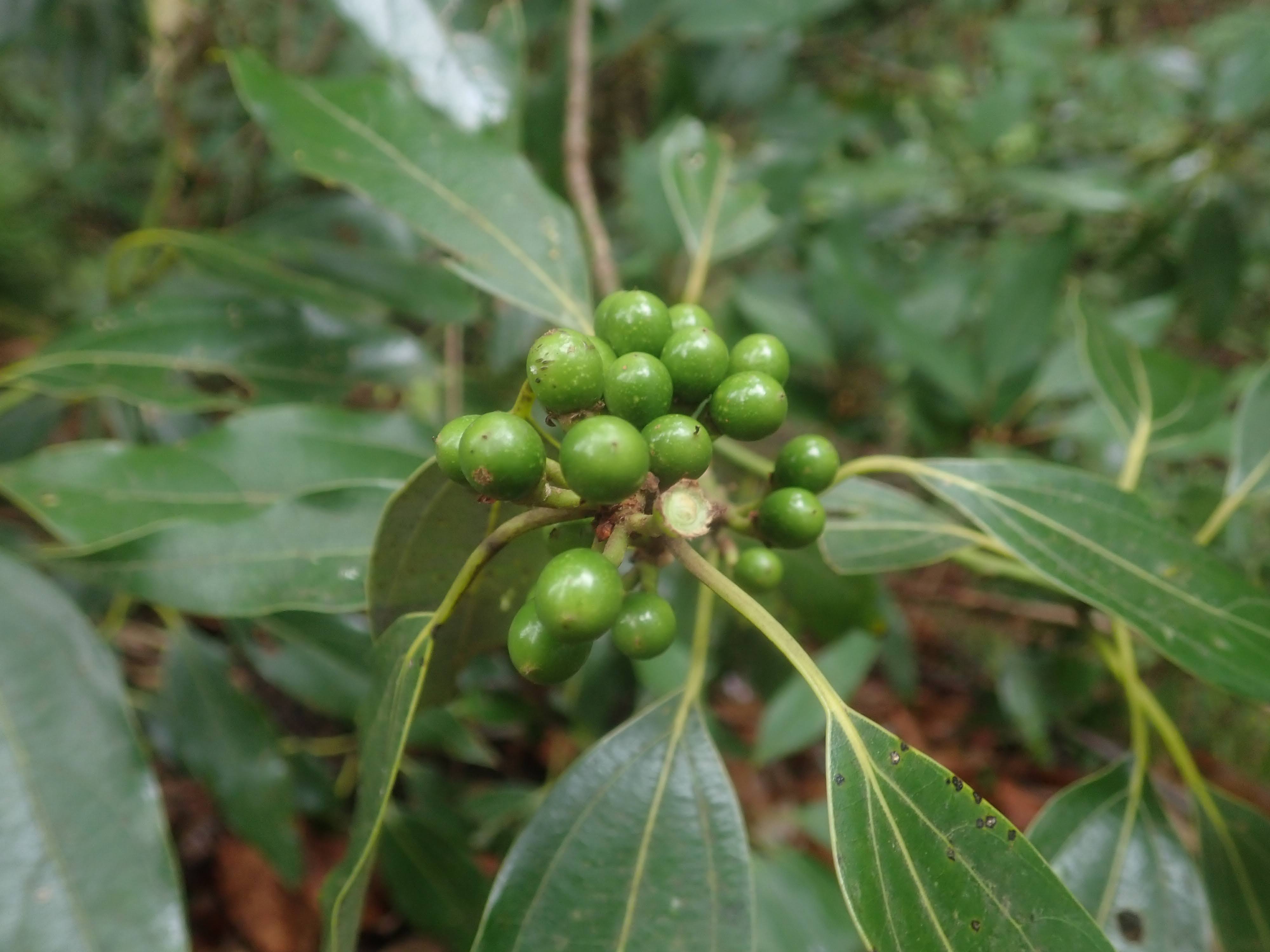 シロダモ – チイキツリー