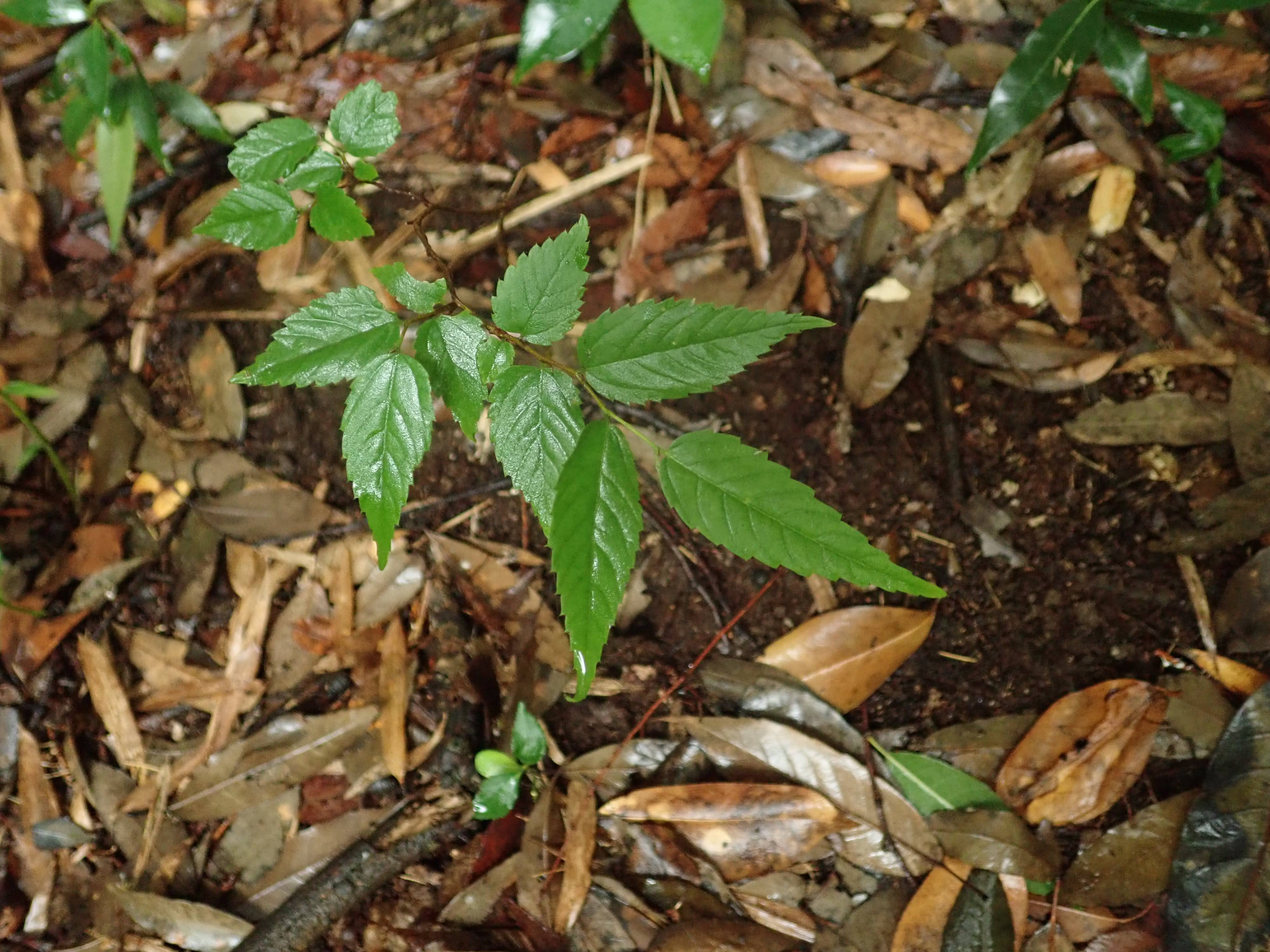 ムクノキ – チイキツリー