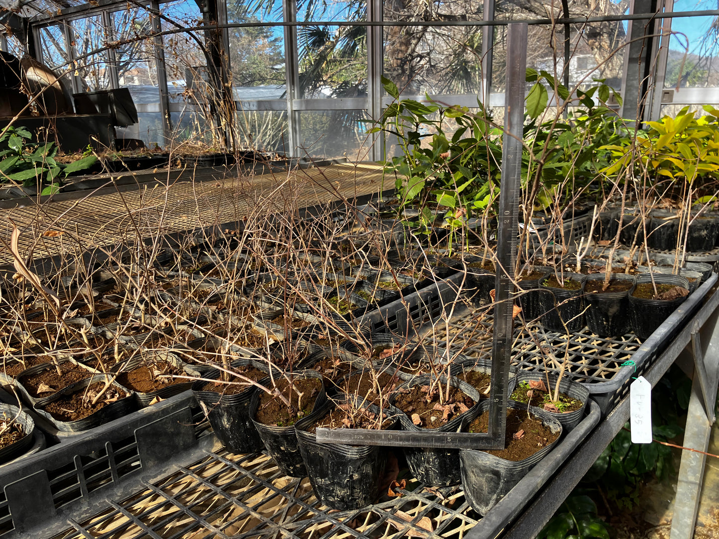 マルバウツギ – チイキツリー マルバウツギ – チイキツリー