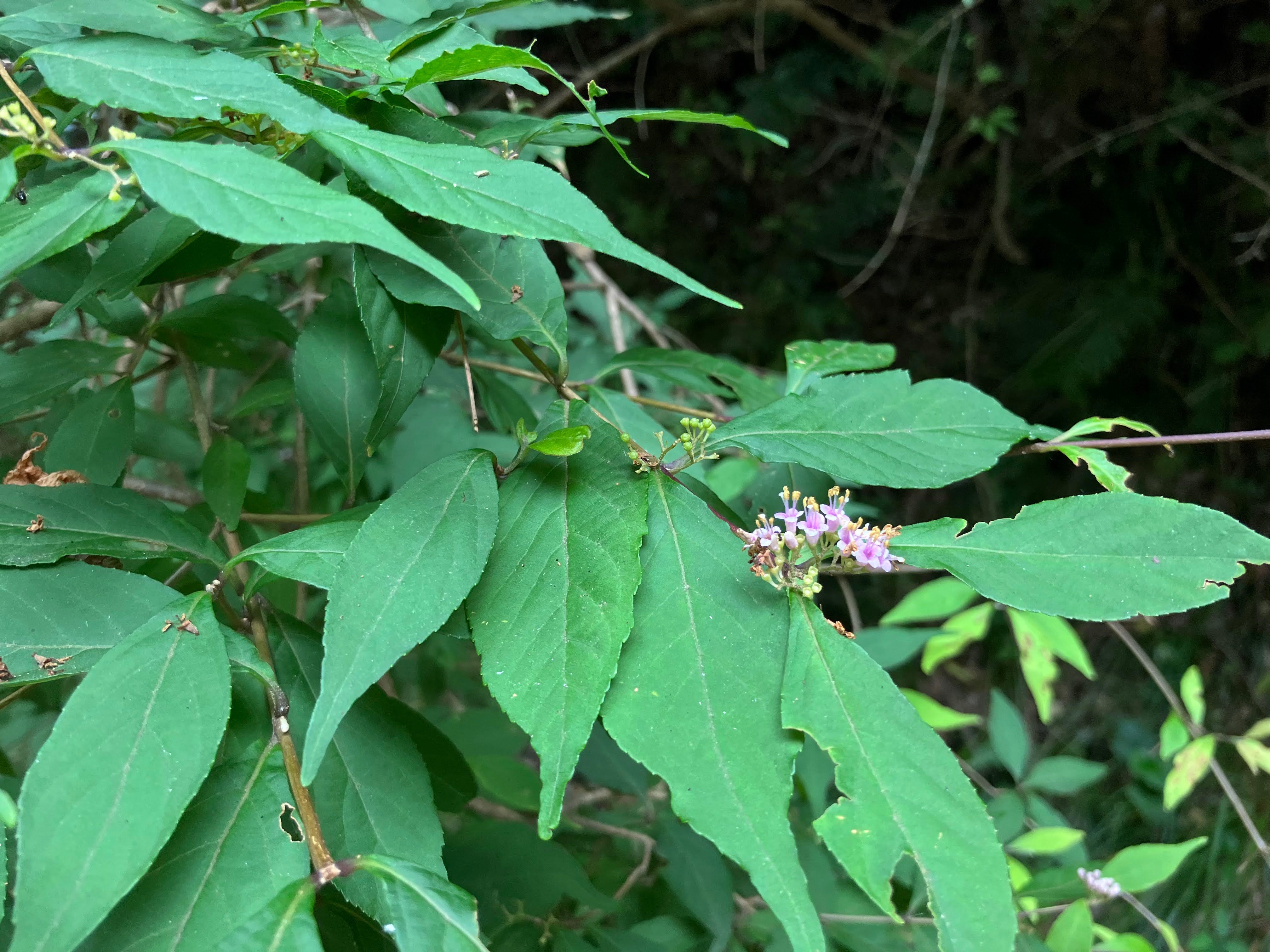 ムラサキシキブ – チイキツリー