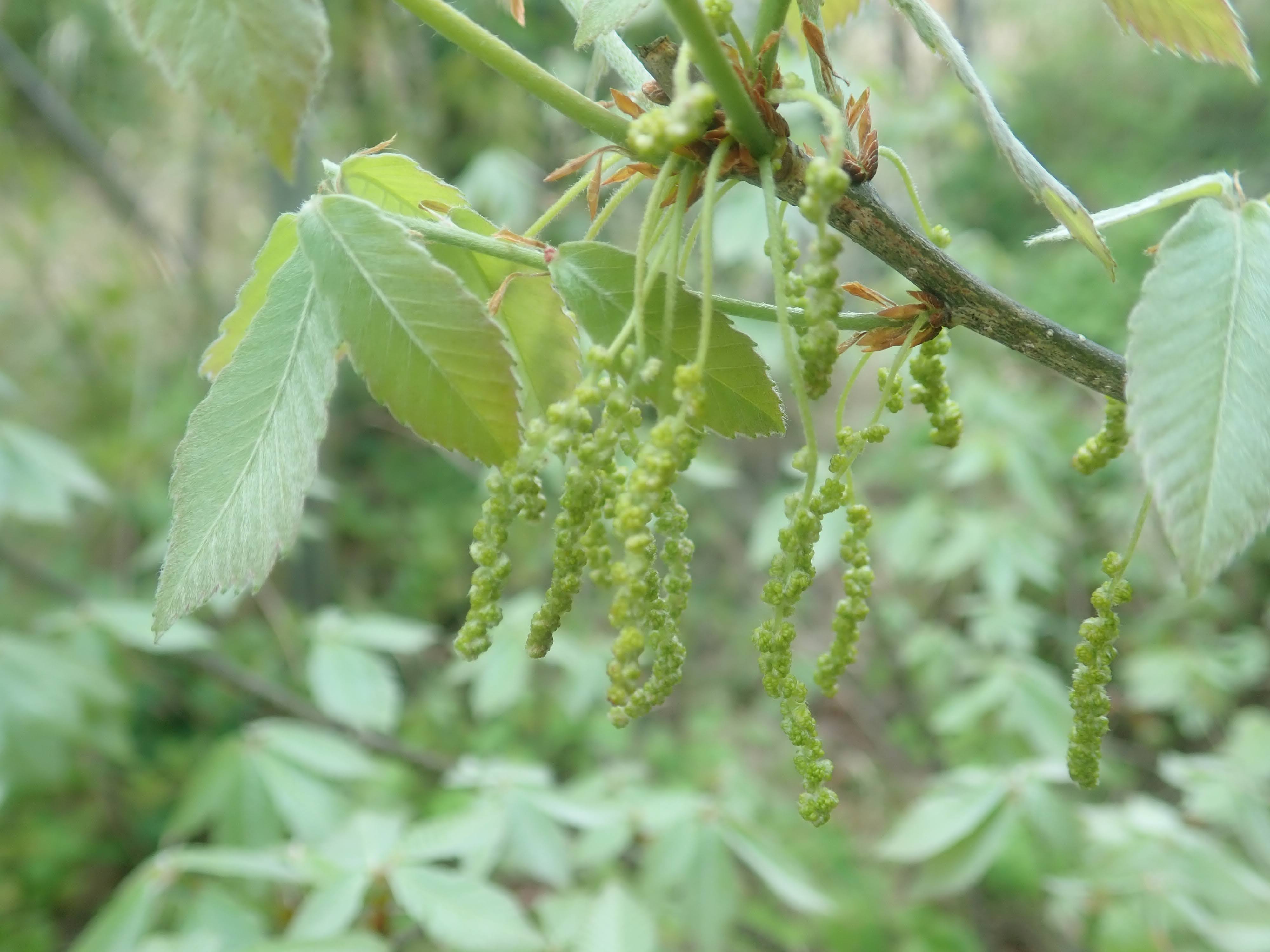 1 山採り　コナラ 1 山採り コナラ - メルカリ