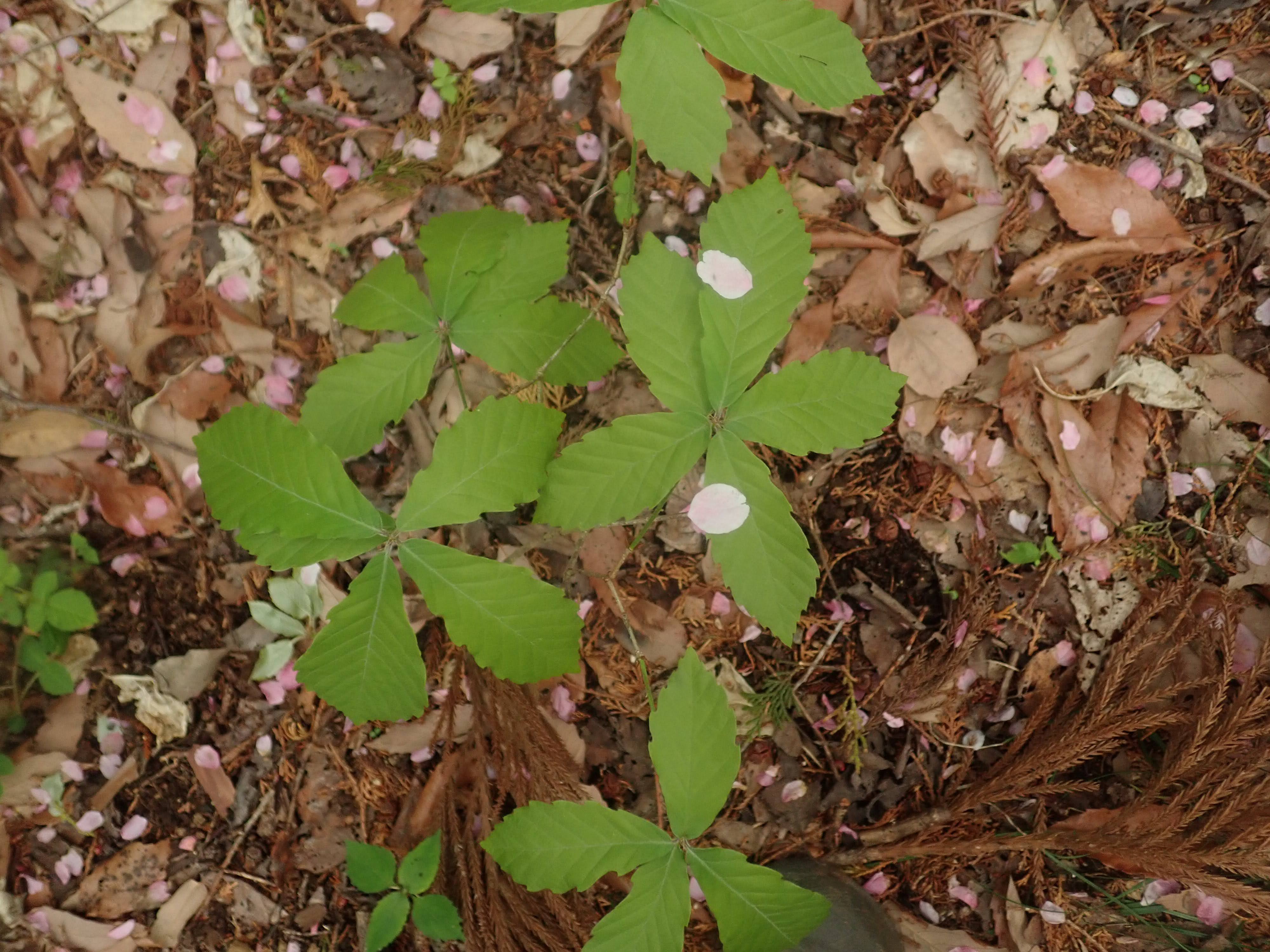 コナラ – チイキツリー