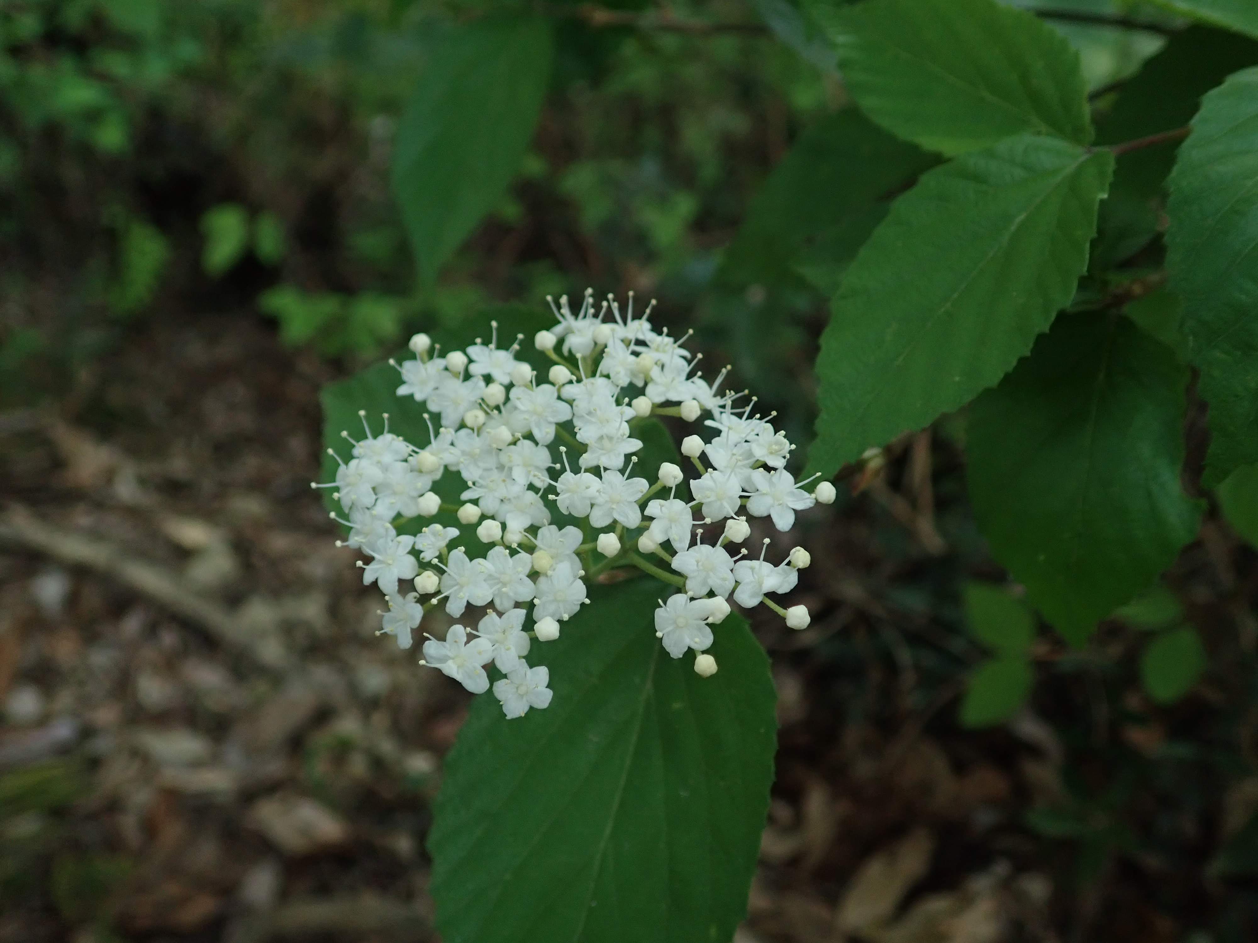 コバノガマズミ – チイキツリー
