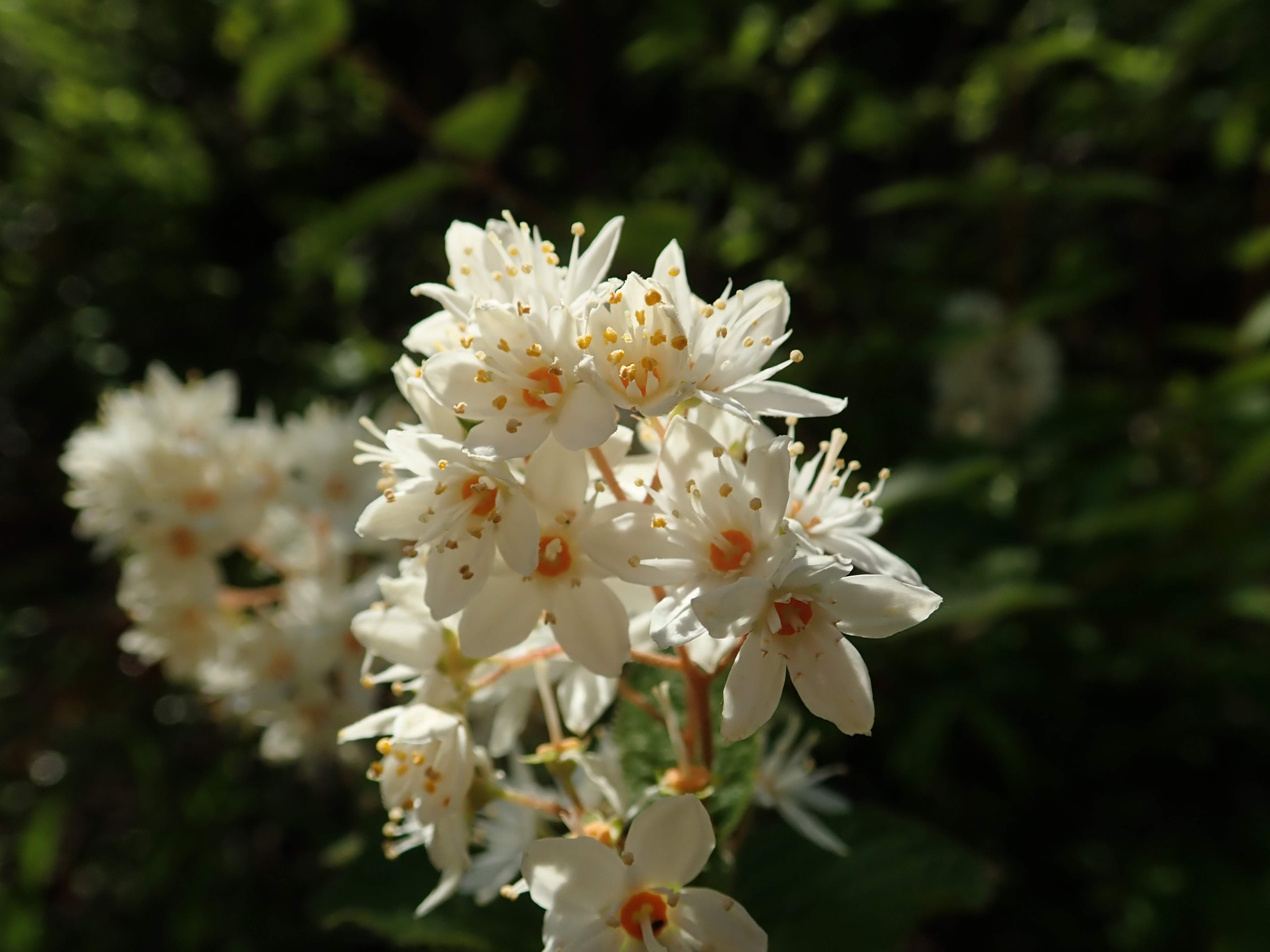 マルバウツギ – チイキツリー