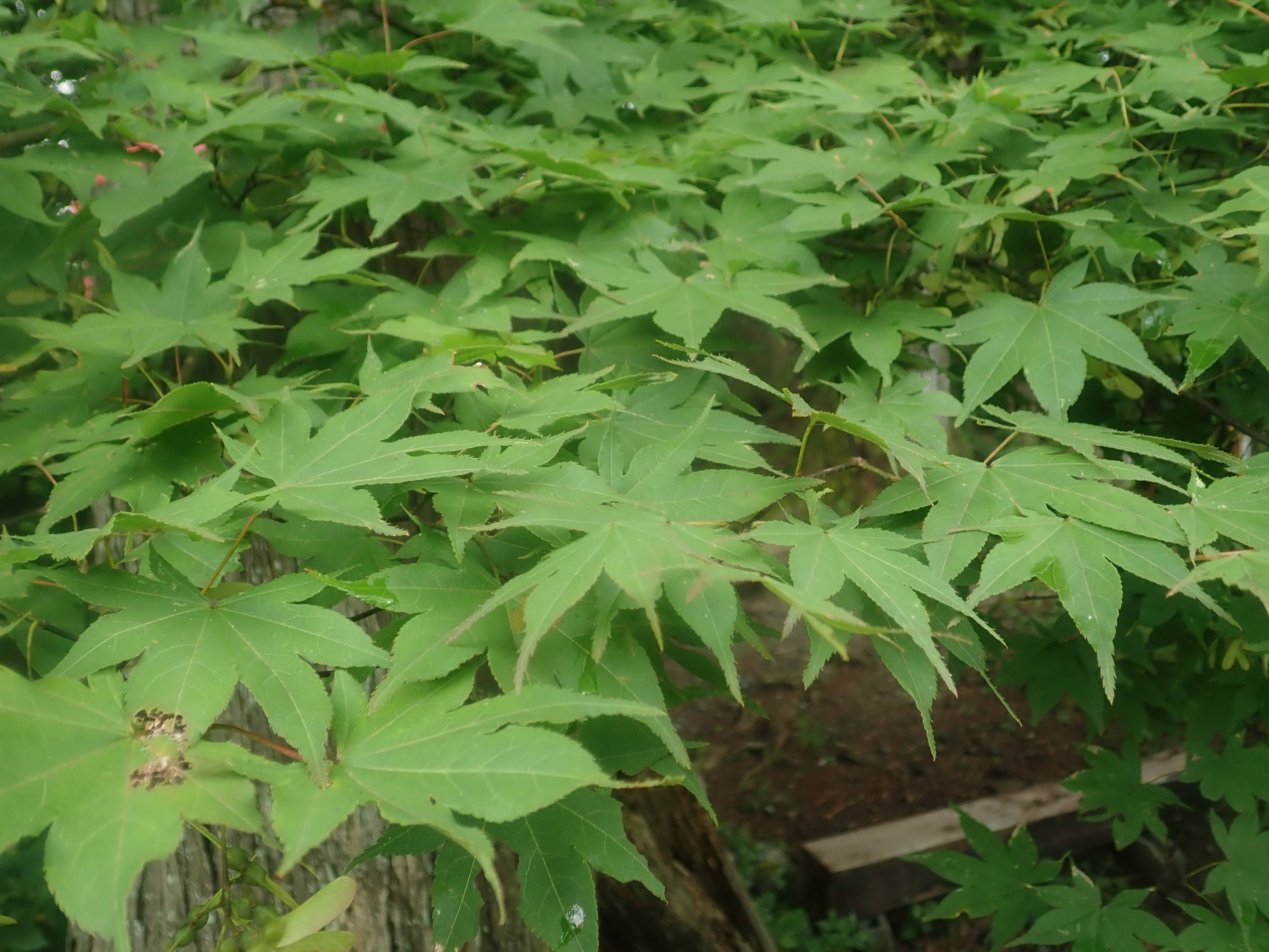 イロハモミジ – チイキツリー