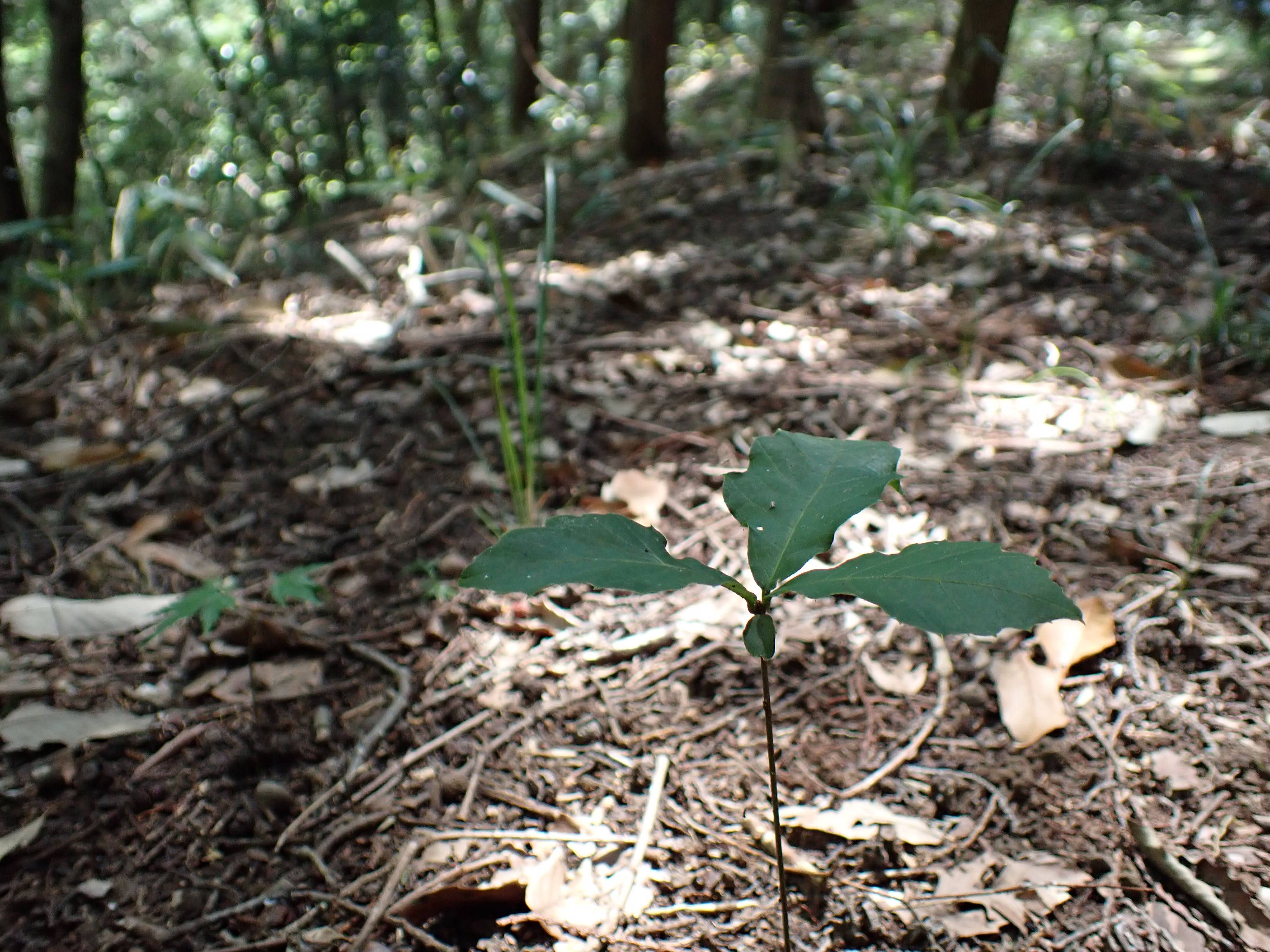 コナラ – チイキツリー