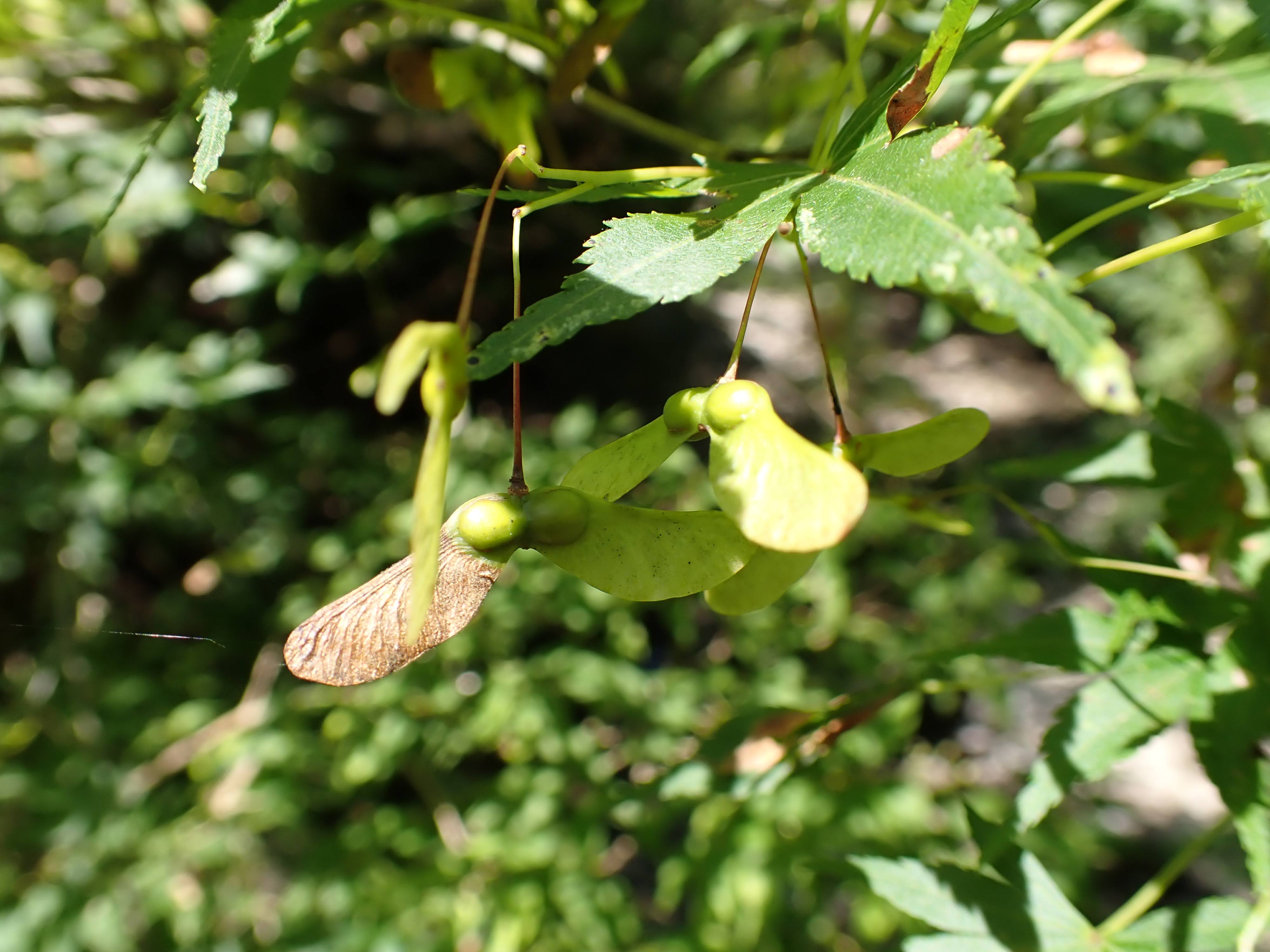 イロハモミジ – チイキツリー