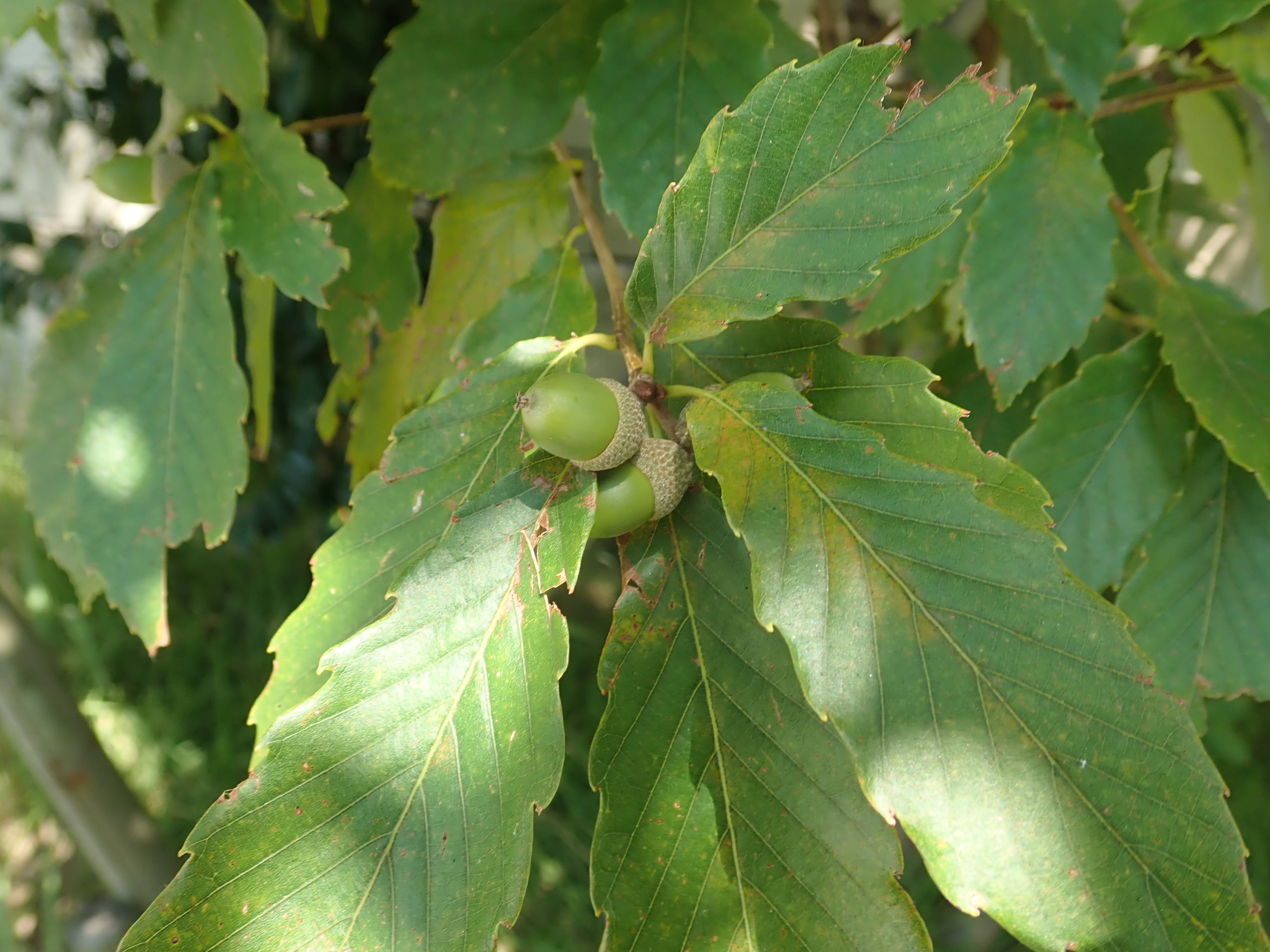 コナラ – チイキツリー