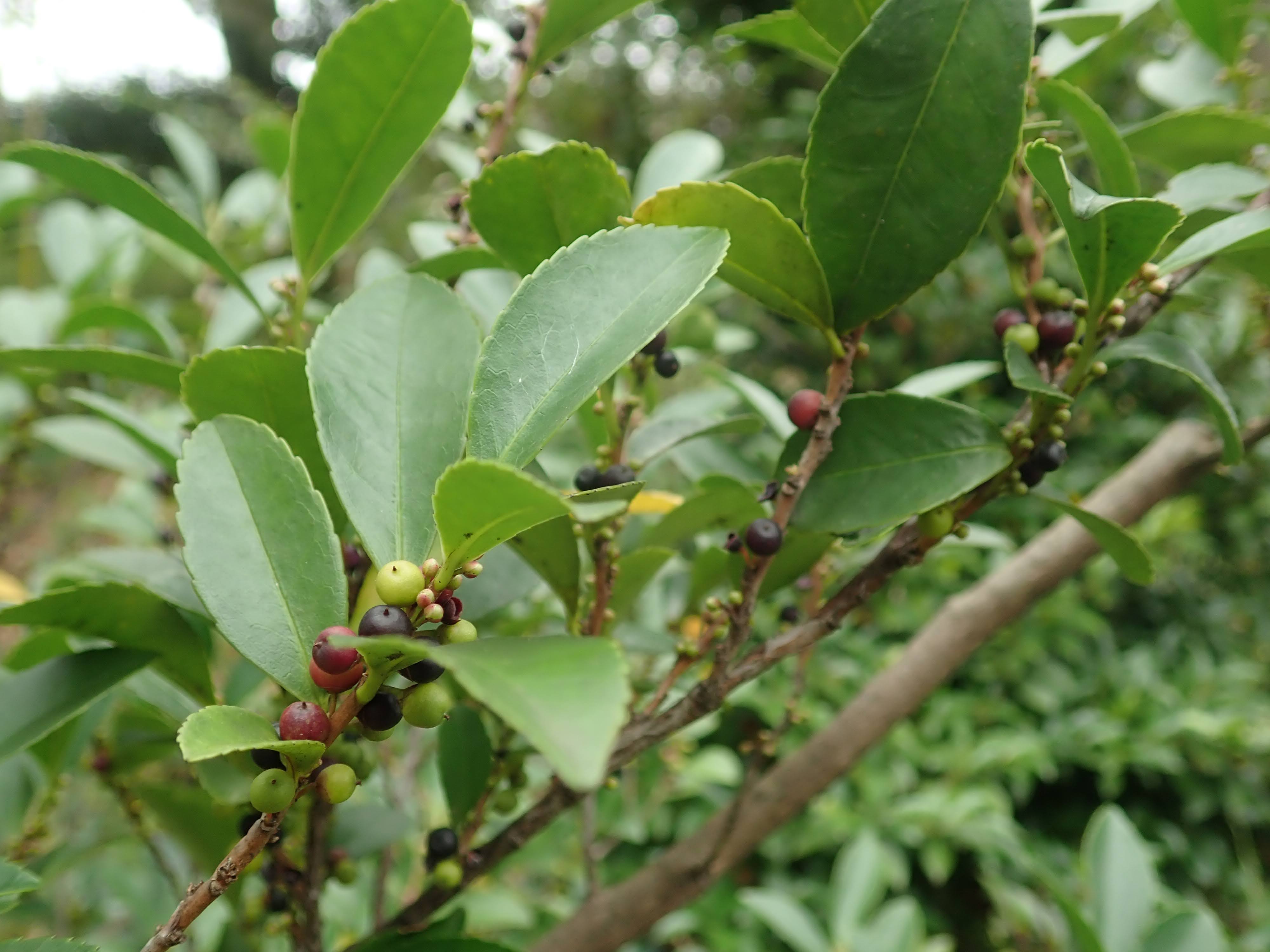 ヒサカキ – チイキツリー