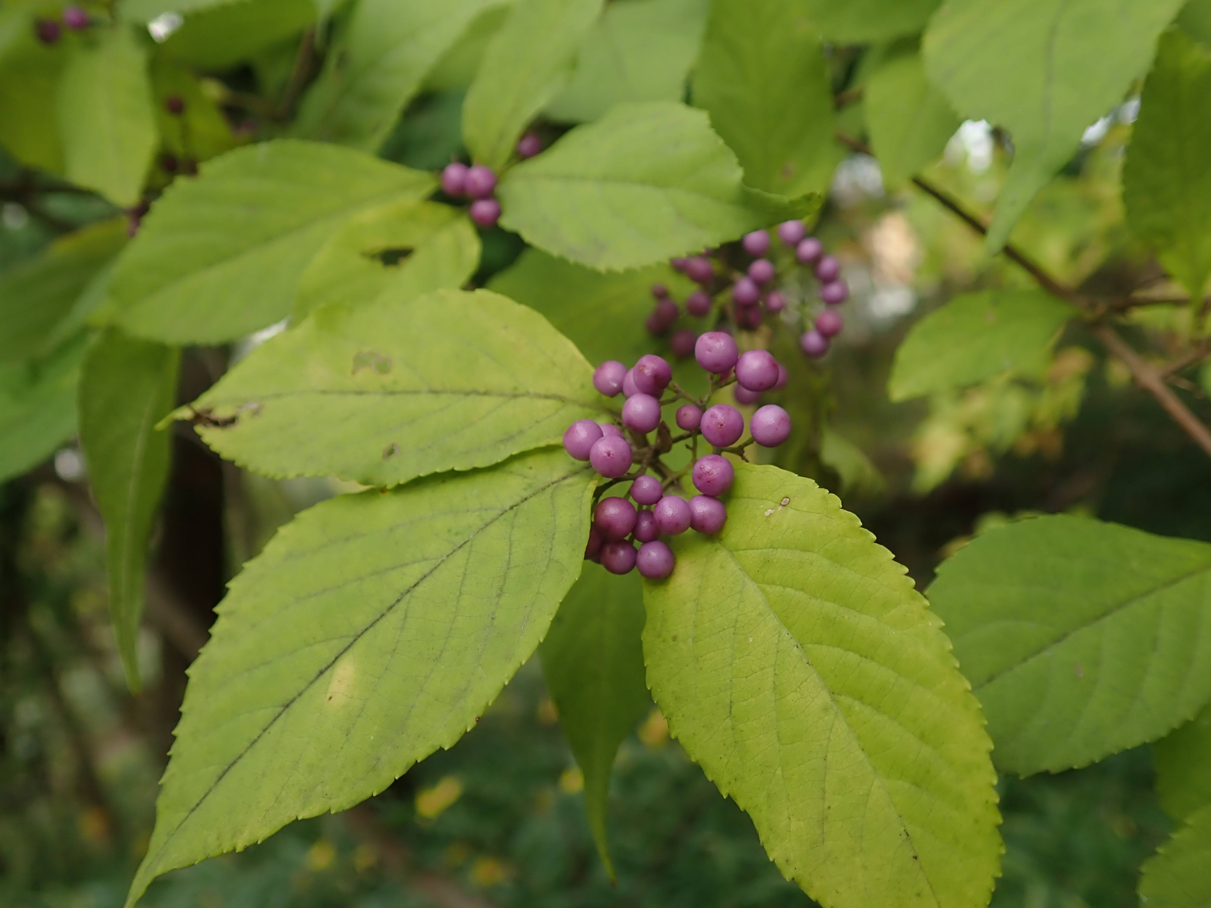 ムラサキシキブ（原種） ムラサキシキブ – チイキツリー