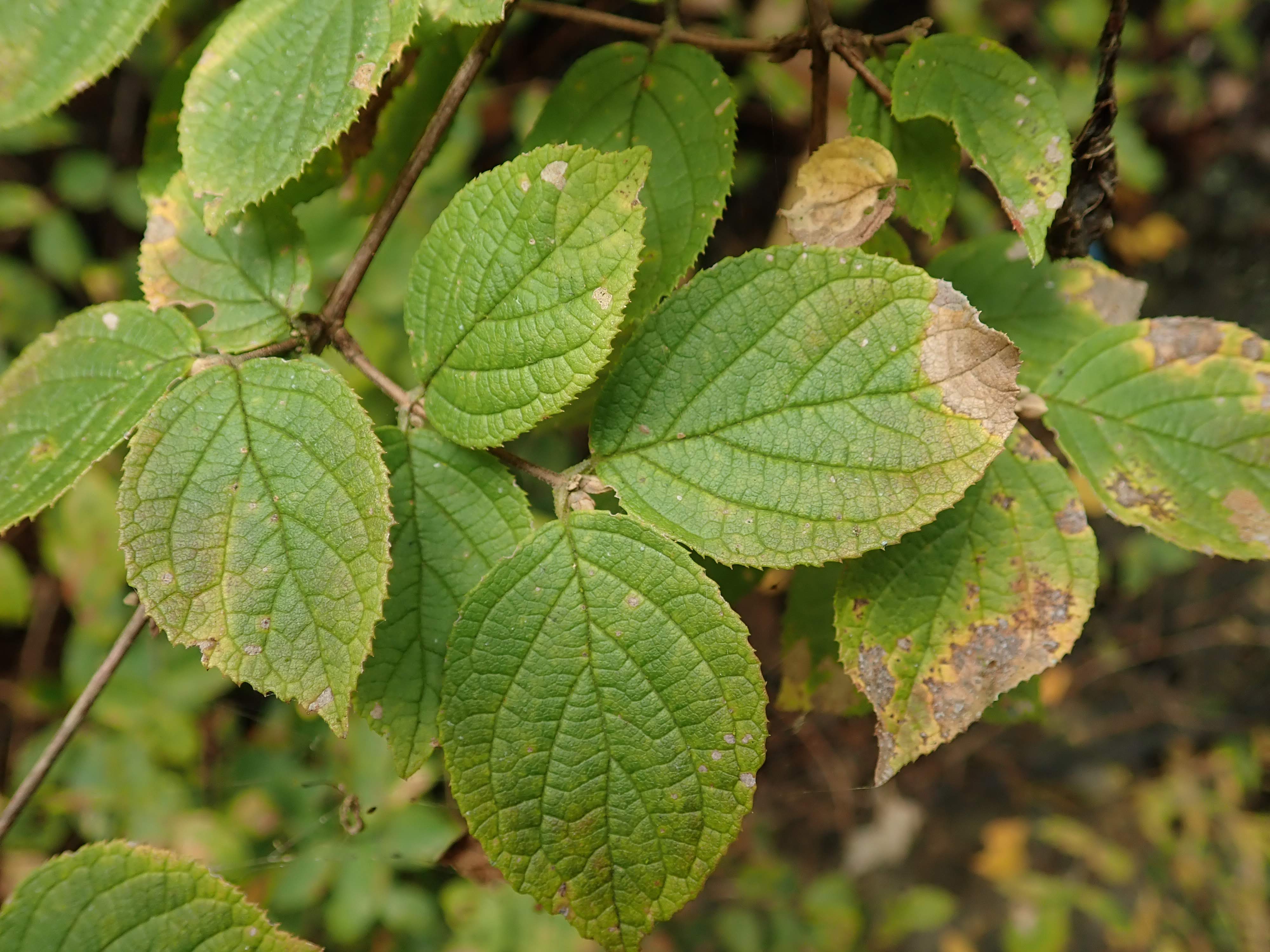マルバウツギ – チイキツリー