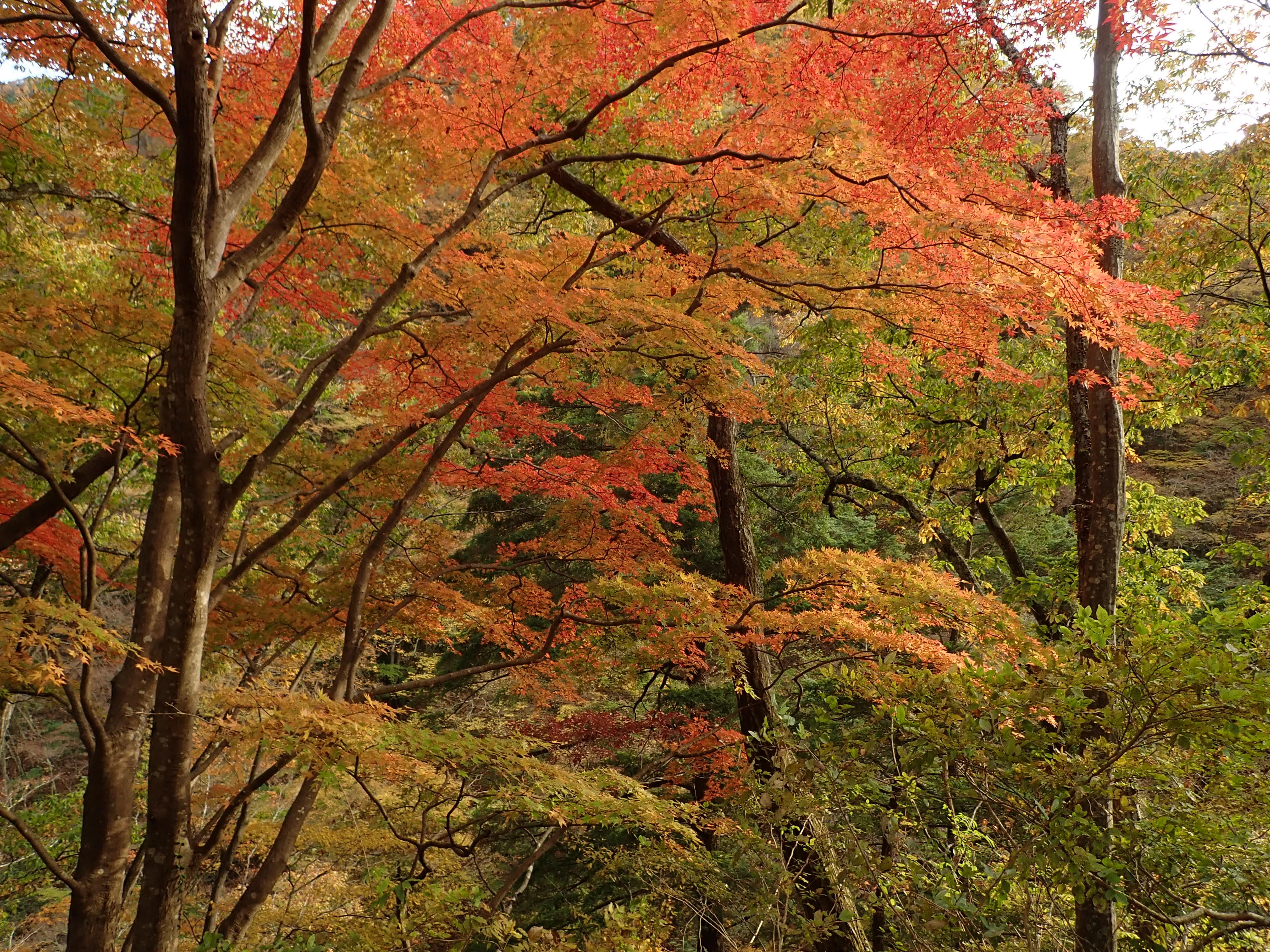 50 イロハモミジ イロハモミジ – チイキツリー